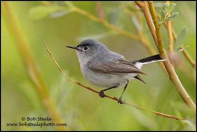 Blue-gray Gnatcatcher (Polioptila caerulea)