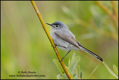 Blue-gray Gnatcatcher (Polioptila caerulea)