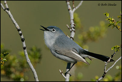 Blue-gray Gnatcatcher (Polioptila caerulea)