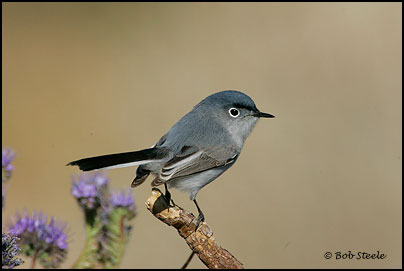 Blue-gray Gnatcatcher (Polioptila caerulea)
