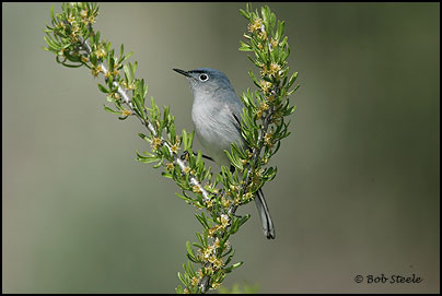 Blue-gray Gnatcatcher (Polioptila caerulea)