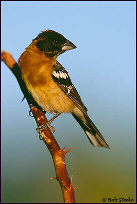 Black-headed Grosbeak (Pheucticus melanocephalus)