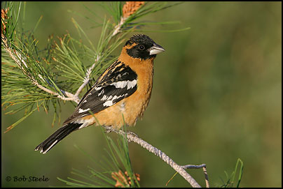 Black-headed Grosbeak (Pheucticus melanocephalus)