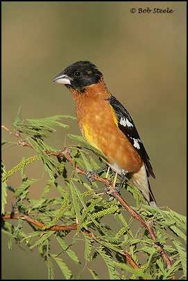 Black-headed Grosbeak (Pheucticus melanocephalus)