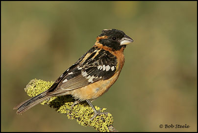 Black-headed Grosbeak (Pheucticus melanocephalus)