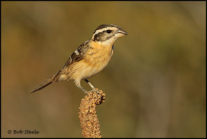 Black-headed Grosbeak (Pheucticus melanocephalus)