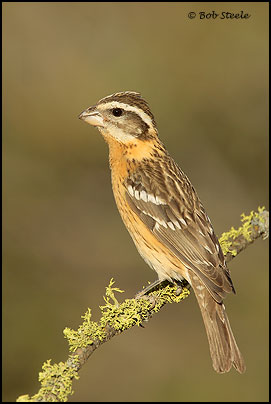 Black-headed Grosbeak (Pheucticus melanocephalus)