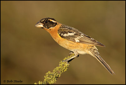 Black-headed Grosbeak (Pheucticus melanocephalus)