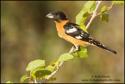 Black-headed Grosbeak (Pheucticus melanocephalus)