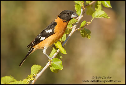 Black-headed Grosbeak (Pheucticus melanocephalus)