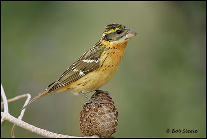 Black-headed Grosbeak (Pheucticus melanocephalus)
