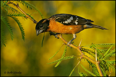 Black-headed Grosbeak (Pheucticus melanocephalus)
