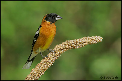 Black-headed Grosbeak (Pheucticus melanocephalus)