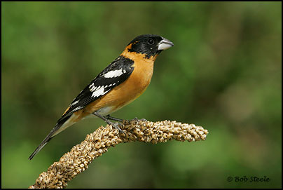 Black-headed Grosbeak (Pheucticus melanocephalus)