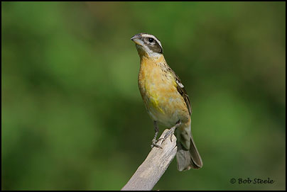 Black-headed Grosbeak (Pheucticus melanocephalus)