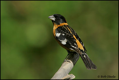 Black-headed Grosbeak (Pheucticus melanocephalus)