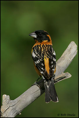 Black-headed Grosbeak (Pheucticus melanocephalus)