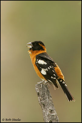 Black-headed Grosbeak (Pheucticus melanocephalus)
