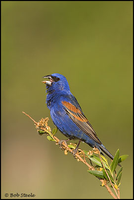 Blue Grosbeak (Guiraca caerulea)