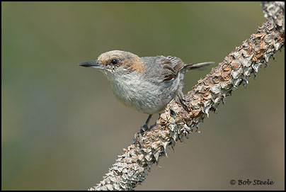 Brown-headed Nuthatch (Sitta pusilla)