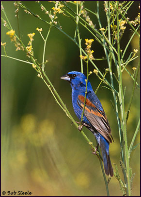 Blue Grosbeak (Guiraca caerulea)