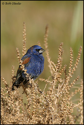 Blue Grosbeak (Guiraca caerulea)