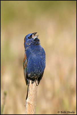 Blue Grosbeak (Guiraca caerulea)