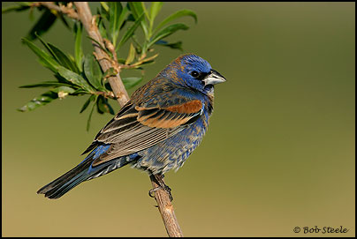 Blue Grosbeak (Guiraca caerulea)