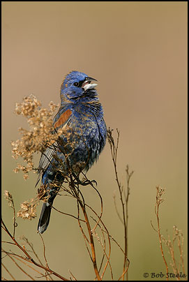 Blue Grosbeak (Guiraca caerulea)
