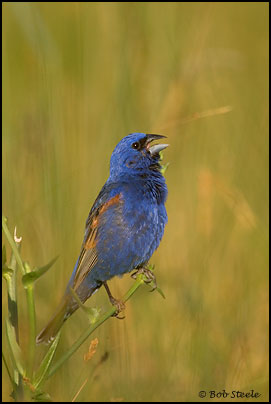 Blue Grosbeak (Guiraca caerulea)