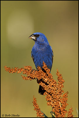 Blue Grosbeak (Guiraca caerulea)