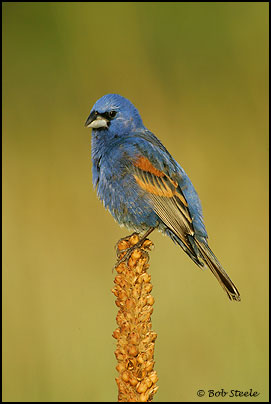 Blue Grosbeak (Guiraca caerulea)