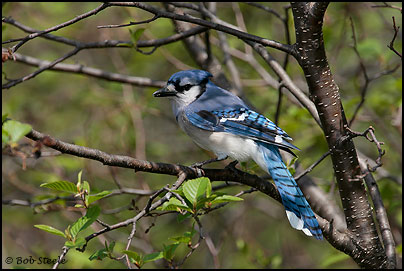 Blue Jay (Cyanocitta cristata)