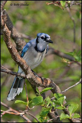 Blue Jay (Cyanocitta cristata)