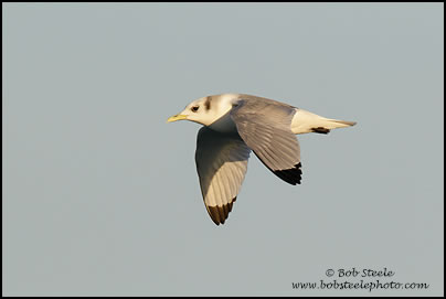 Black-legged Kittiwake (Rissa tridactyla)