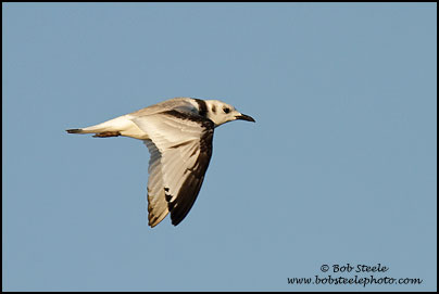 Black-legged Kittiwake (Rissa tridactyla)