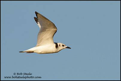 Black-legged Kittiwake (Rissa tridactyla)