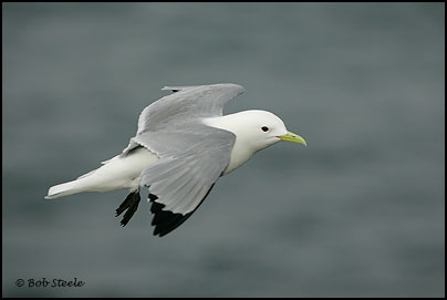 Black-legged Kittiwake (Rissa tridactyla)