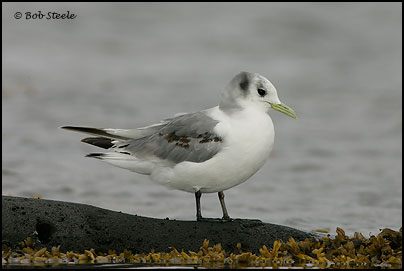 Black-legged Kittiwake (Rissa tridactyla)