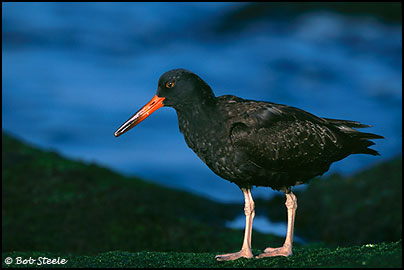 Black Oystercatcher (Haematopus bachmani)