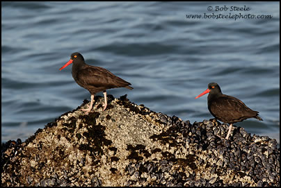 Black Oystercatcher (Haematopus bachmani)