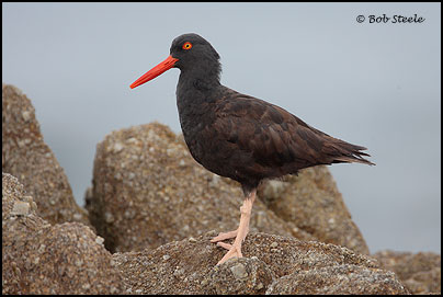 Black Oystercatcher (Haematopus bachmani)