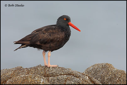 Black Oystercatcher (Haematopus bachmani)