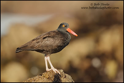 Black Oystercatcher (Haematopus bachmani)