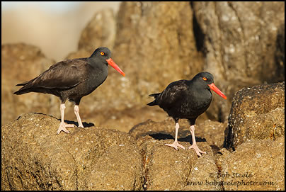 Black Oystercatcher (Haematopus bachmani)