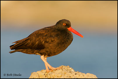 Black Oystercatcher (Haematopus bachmani)