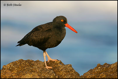 Black Oystercatcher (Haematopus bachmani)