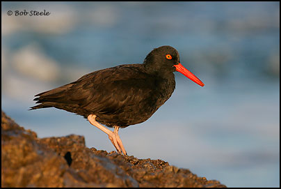 Black Oystercatcher (Haematopus bachmani)