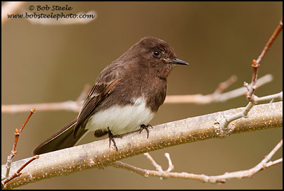 Black Phoebe (Sayornis nigricans)