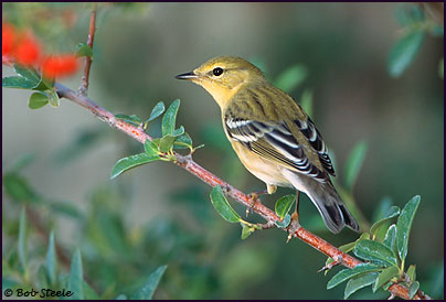 Blackpoll Warbler (Dendroica striata)
